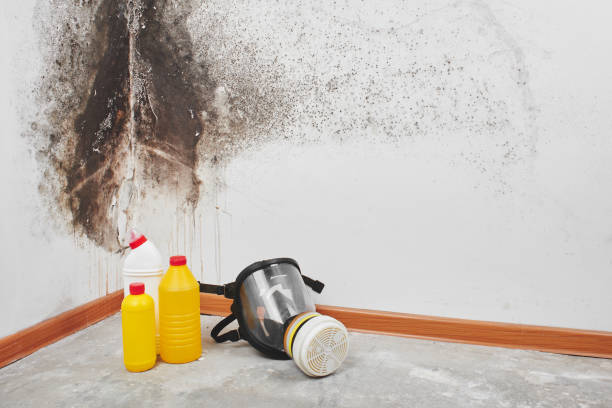 Best Post-Flood Mold Remediation in Pecan Acres, TX
