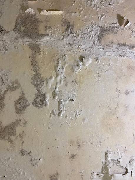 Best Industrial Mold Remediation in Pecan Acres, TX