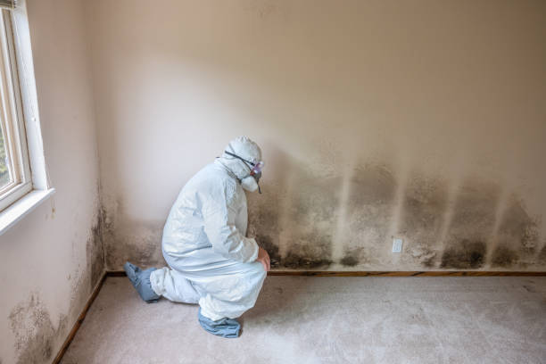 Best Residential Mold Remediation in Pecan Acres, TX