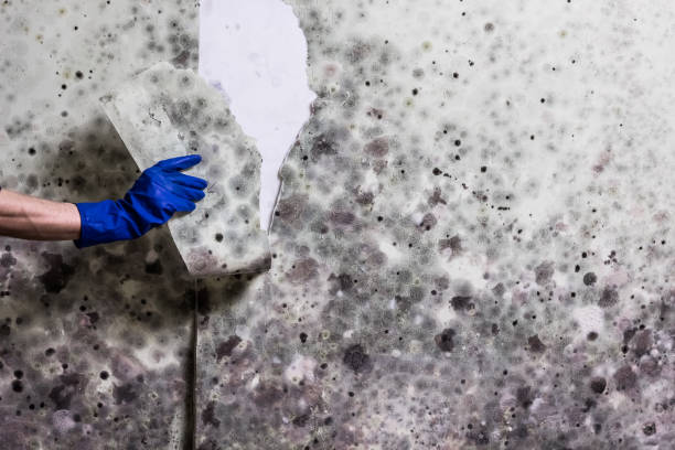 Best Localized Mold Remediation (e.g., coastal areas, humid climates) in Pecan Acres, TX