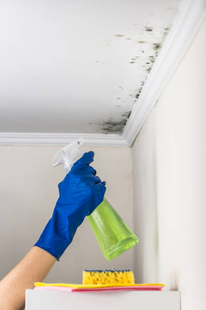 Trusted Pecan Acres, TX Mold Remediation Experts
